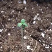 AA+BB+CC RF3 - AI-Grow