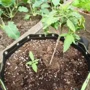 Granny´s Outdoor #1 - FB + Applestrudel