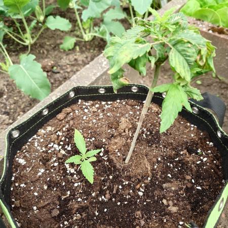 Granny´s Outdoor #1 - FB + Applestrudel