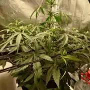 Guava Sundae - Indoor Grow