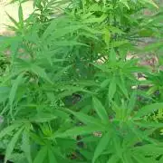 Granny´s Outdoor #2 - Somango