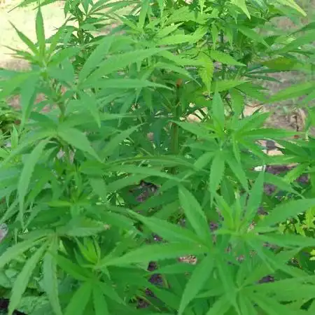 Granny´s Outdoor #2 - Somango