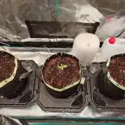 AA+BB+CC RF3 - AI-Grow