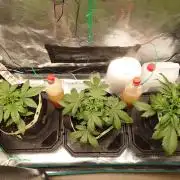 AA+BB+CC RF3 - AI-Grow