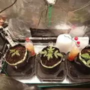 AA+BB+CC RF3 - AI-Grow