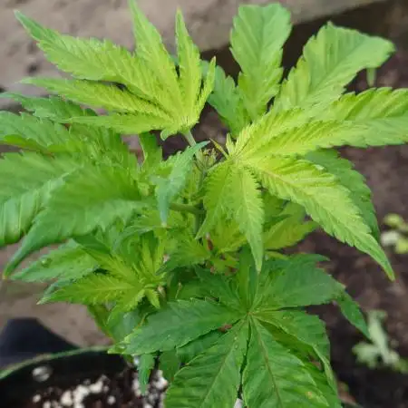 Granny´s Outdoor #2 - Somango