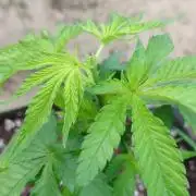 Granny´s Outdoor #2 - Somango