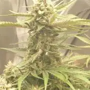 Guava Runtz - Indoor