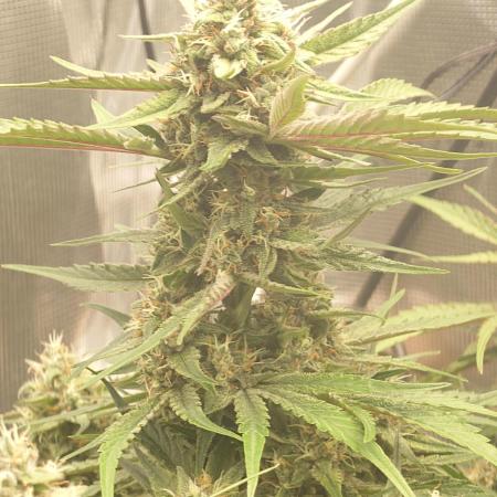 Guava Runtz - Indoor