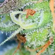Guava Runtz - Indoor