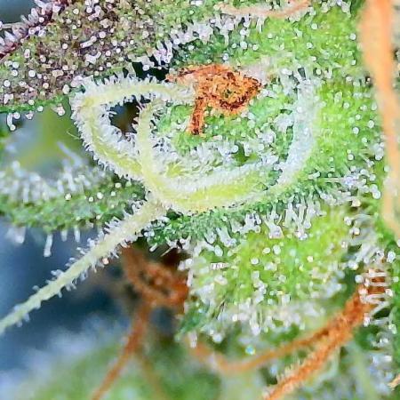 Guava Runtz - Indoor