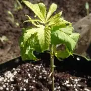 Granny´s Outdoor #1 - Fat Banana