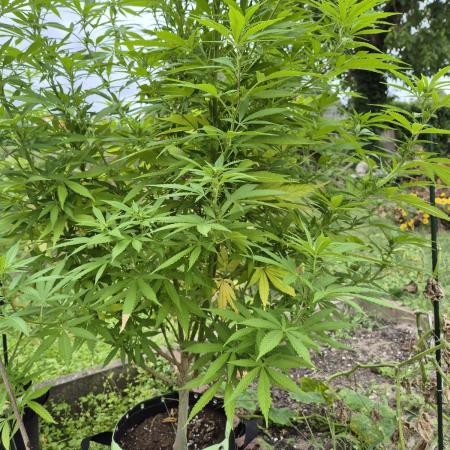 Granny´s Outdoor #2 - Somango