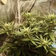 Guava Runtz - Indoor