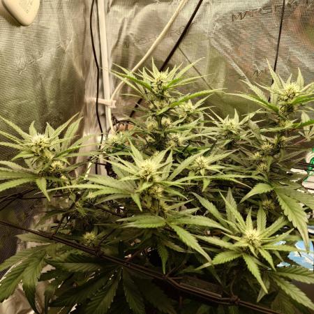 Guava Runtz - Indoor