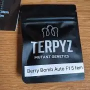 🍇Berry Bomb - F1🍓 Tester diary🍇