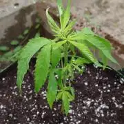Granny´s Outdoor #1 - Fat Banana