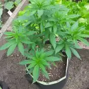 Granny´s Outdoor #2 - Somango