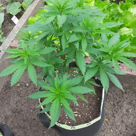 Granny´s Outdoor #2 - Somango