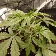 Guava Sundae - Indoor Grow