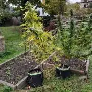 Granny´s Outdoor #2 - Somango
