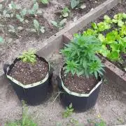 Granny´s Outdoor #1 - Fat Banana