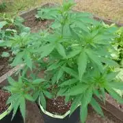 Granny´s Outdoor #2 - Somango