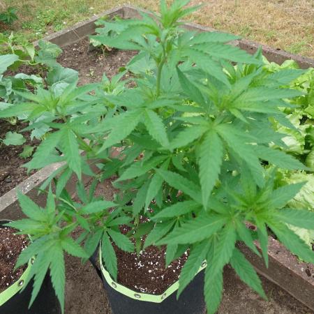 Granny´s Outdoor #2 - Somango
