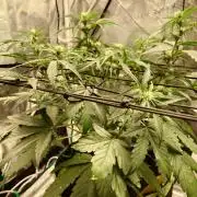 Guava Runtz - Indoor