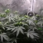 Radical Juice - Out and In
