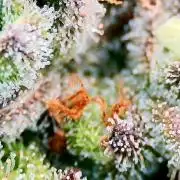 Guava Runtz - Indoor