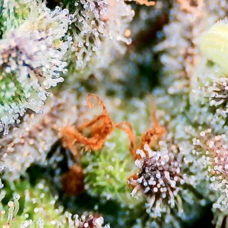 Guava Runtz - Indoor