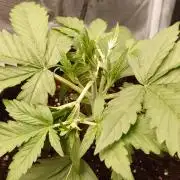 Guava Runtz - Indoor