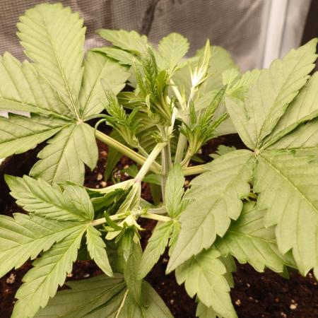 Guava Runtz - Indoor
