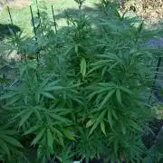 Granny´s Outdoor #2 - Somango
