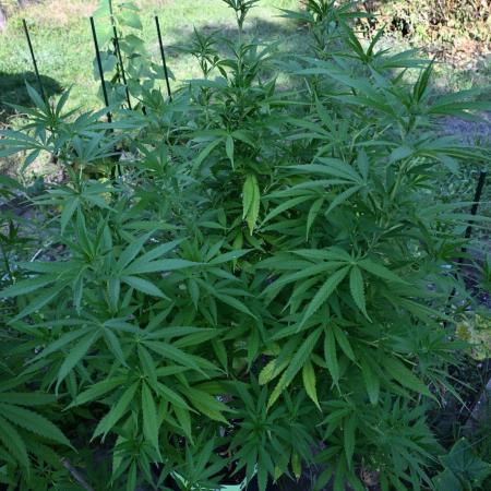 Granny´s Outdoor #2 - Somango