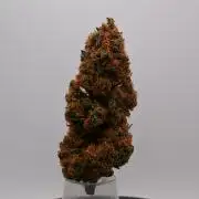 Guava Runtz - Indoor