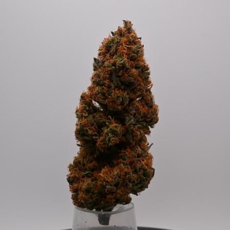 Guava Runtz - Indoor