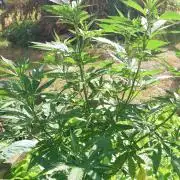 Granny´s Outdoor #2 - Somango