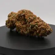 Guava Sundae - Indoor Grow