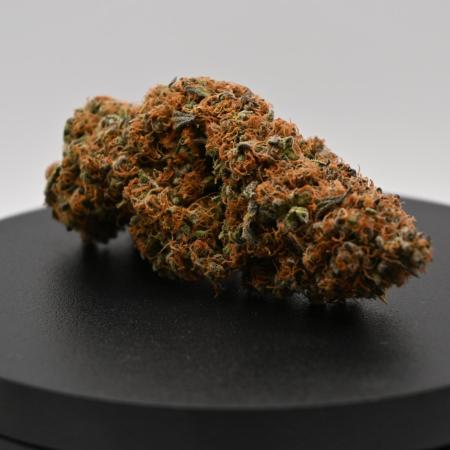 Guava Sundae - Indoor Grow