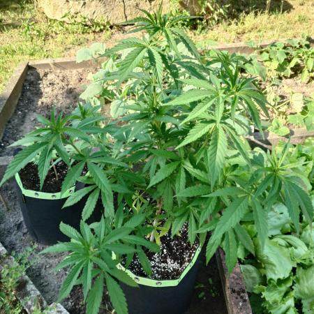 Granny´s Outdoor #2 - Somango
