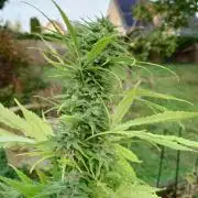 War of Plants - FatBan. vs. AppStrudel