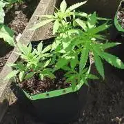 War of Plants - FatBan. vs. AppStrudel