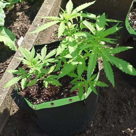 War of Plants - FatBan. vs. AppStrudel