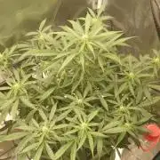 Guava Sundae - Indoor Grow