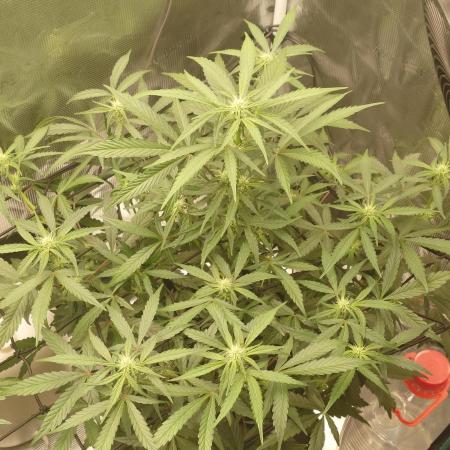 Guava Sundae - Indoor Grow