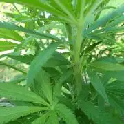 Granny´s Outdoor #2 - Somango