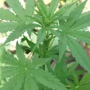War of Plants - FatBan. vs. AppStrudel