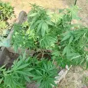 Granny´s Outdoor #2 - Somango